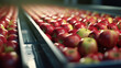 Fresh apples on conveyor belt