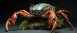 The Coconut Crab, the biggest land crab, is now only found on protected offshore islands due to overexploitation.