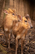 Pair of Muntjac or muntiaco, ruminant mammal of the Cervidae family, walking in the forest