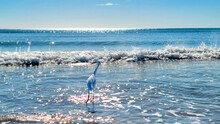 White Egret, Original Photo By Christy Mandeville, Madeira Beach, Florida