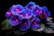 African Violets Bloom in Stunning Shades of Blue and Violet: Nature's Garden on Display