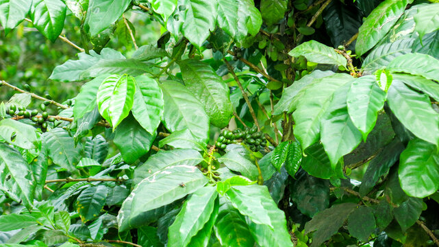 raw green young unripe coffee berries on coffee trees