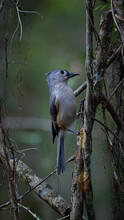 Tufted Titmouse Eating A Seed While Perched On The Side Of A Tree