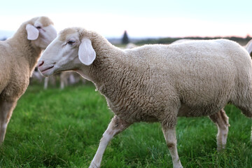 Poster - Cute sheep grazing on green pasture. Farm animals