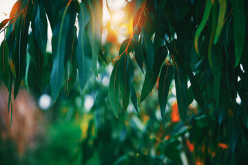 Eucalyptus leaves. branch eucalyptus tree nature background