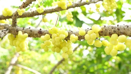 Wall Mural - Gooseberry on the tree in summer Taken orally as a laxative.