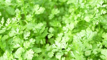 Poster - Coriander in the garden next to the house Grown without chemicals Eating is good for health.