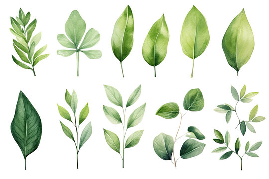 set of watercolor tropical spring green leaves elements set isolated on transparent background, bouq