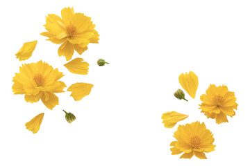 Wall Mural - yellow flowers cosmos local flora arrangement flat lay postcard style 
