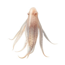Squid Isolated On White Or Transparent Background