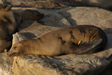 Seals Resting On Rocks, One Tagged