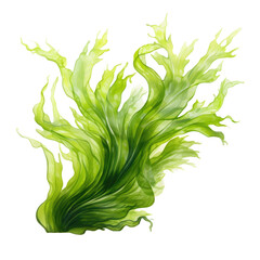 Wall Mural - Seaweed isolated on white or transparent background