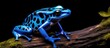 Azure blue frog (Dendrobates tinctorius azureus)