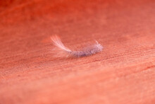 Bird Feather On A Red Canyon Rock In Antelope Canyon, Arizona, USA