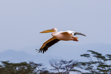 Poster - pelican in flight