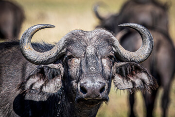 Canvas Print - Buffalo