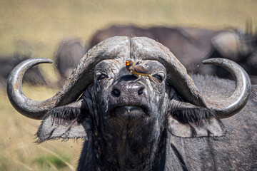 Wall Mural - buffalo