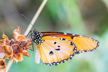 Canvas Print - butterfly on a flower