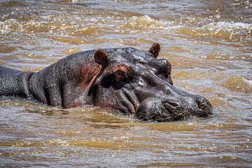 Wall Mural - hippopotamus in water