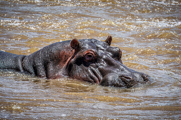 Wall Mural - hippopotamus in water