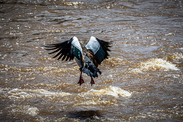 Canvas Print - duck