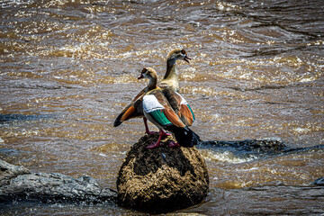 Sticker - duck in the water