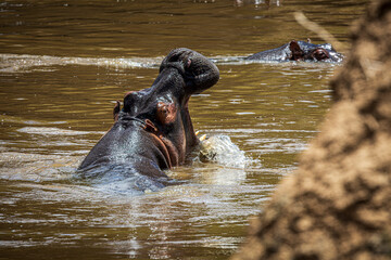 Poster - hippopotamus