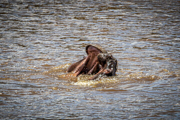 Poster - hippos