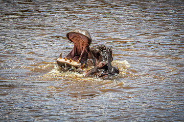 Canvas Print - hippos