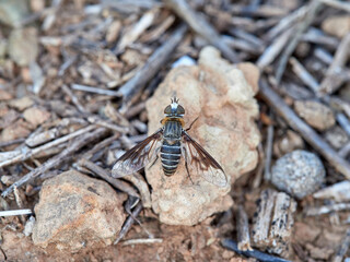 Pollinating bee fly camouflaged on a field of dry plants and stones. Bombyliidae family. Genus Heteralonia