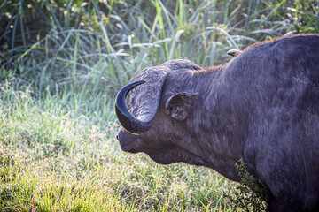 Sticker - wildlife in the savannah