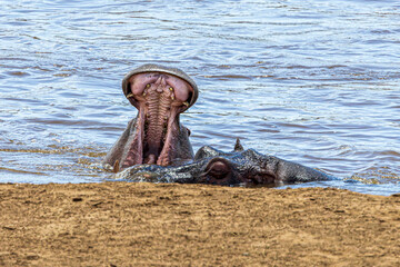 Canvas Print - hippos