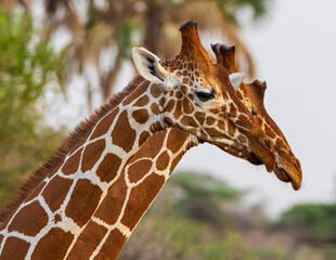 Canvas Print - giraffe