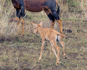 Sticker - deer in the wild