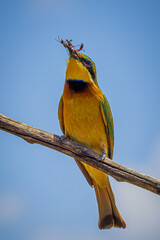 Sticker - bee-eater