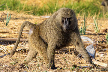 Poster - baboon sitting on the ground