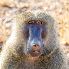 Canvas Print - baboon sitting in the grass