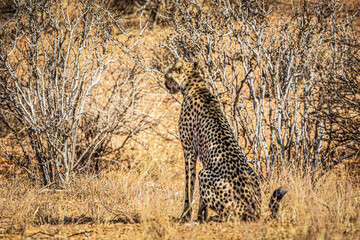 Canvas Print - cheetah