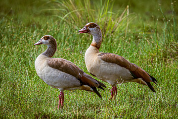 Wall Mural - goose on the grass