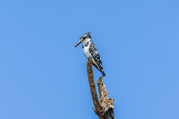 Poster - bird on a branch