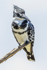 Poster - bird on a branch