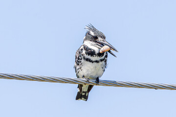 Poster - bird on a wire