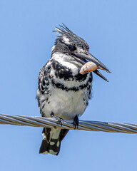 Canvas Print - bird on a wire