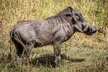 Wall Mural - warthog