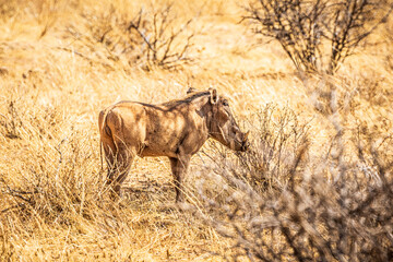 Canvas Print - wildlife in the savannah