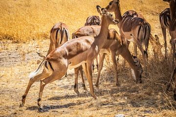 Canvas Print - group of impala