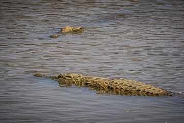 Poster - crocodile in the water