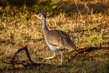 Poster - greater rhea americana