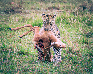 leopard hunting