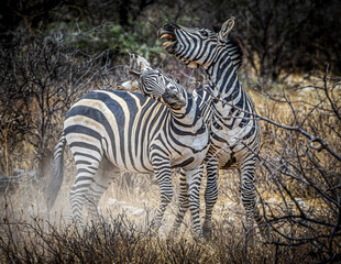 Wall Mural - zebras